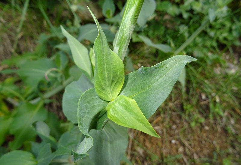 Centranthus ruber - Caprifoliaceae